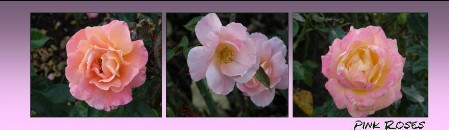 BM pink roses