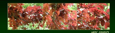 BM13_leaf_canopy BM leaf canopy