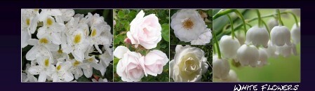 BM15_flowers_white BM white flowers