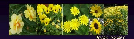 BM yellow flowers