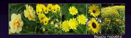 BM16_flowers_yellow BM yellow flowers