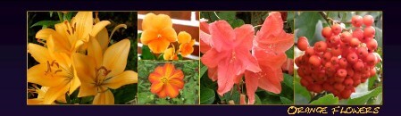BM orange flowers