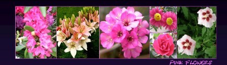 BM pink flowers