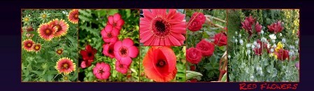 BM19_flowers_red BM red flowers