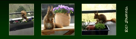 BM2_red_squirrel BM red squirrel