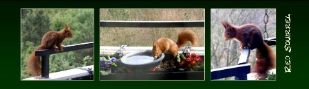 BM red squirrel