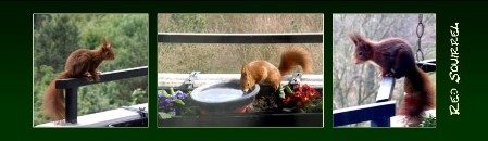BM2b_red_squirrel BM red squirrel