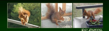 BM2c_red_squirrel BM red squirrel