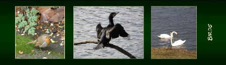 BM3_birds BM birds