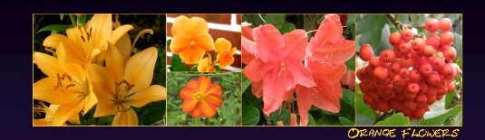 LZ17_Flowers_orange LZ orange flowers
