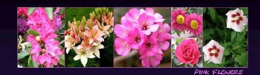 LZ18_Flowers_pink LZ pink flowers