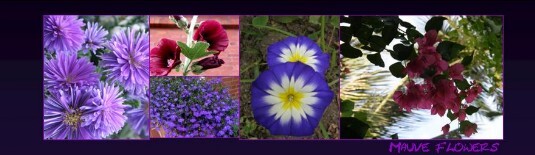 LZ20_Flowers_mauve LZ mauve flowers